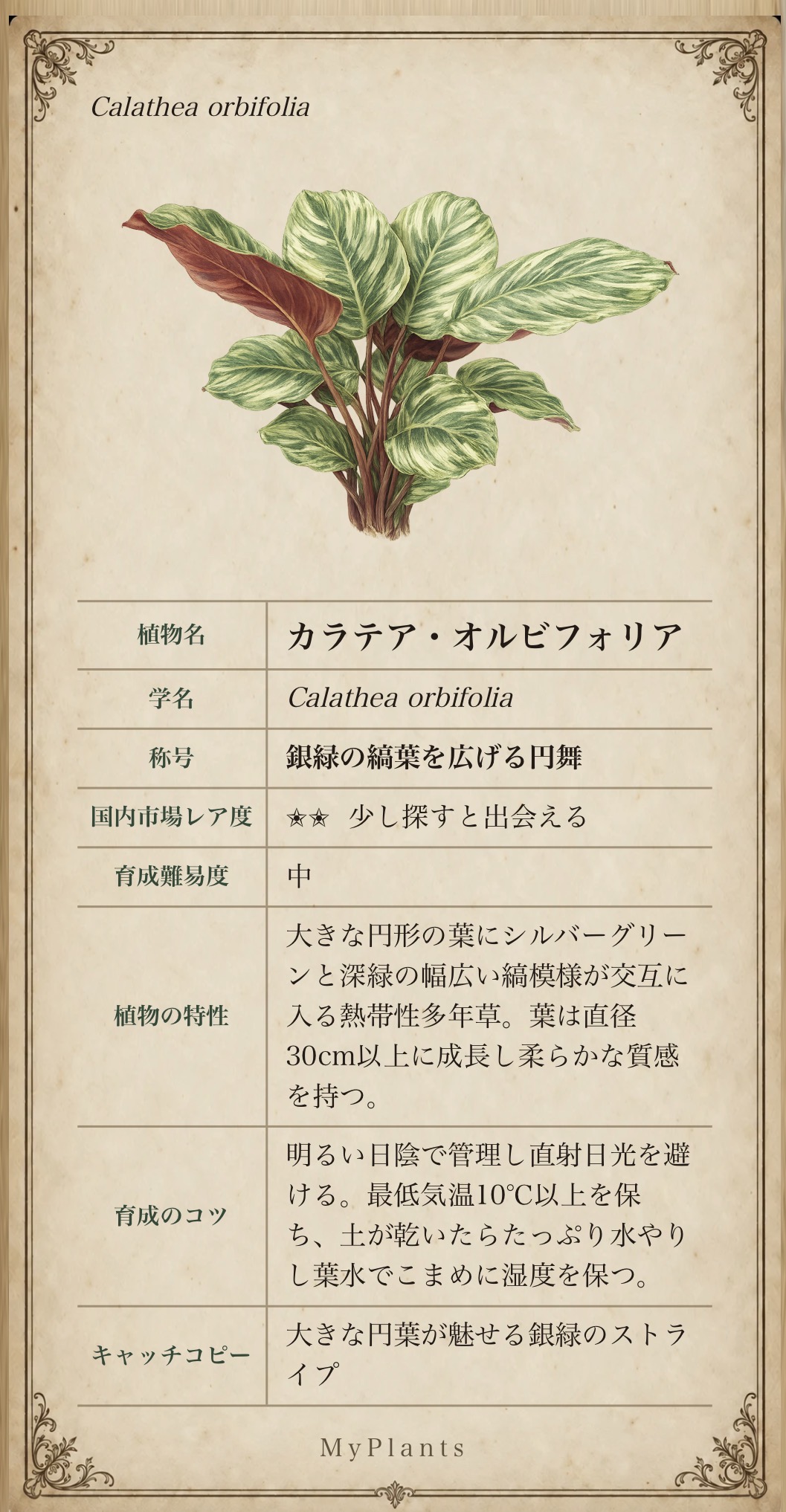 カラテア・オルビフォリアの植物図譜