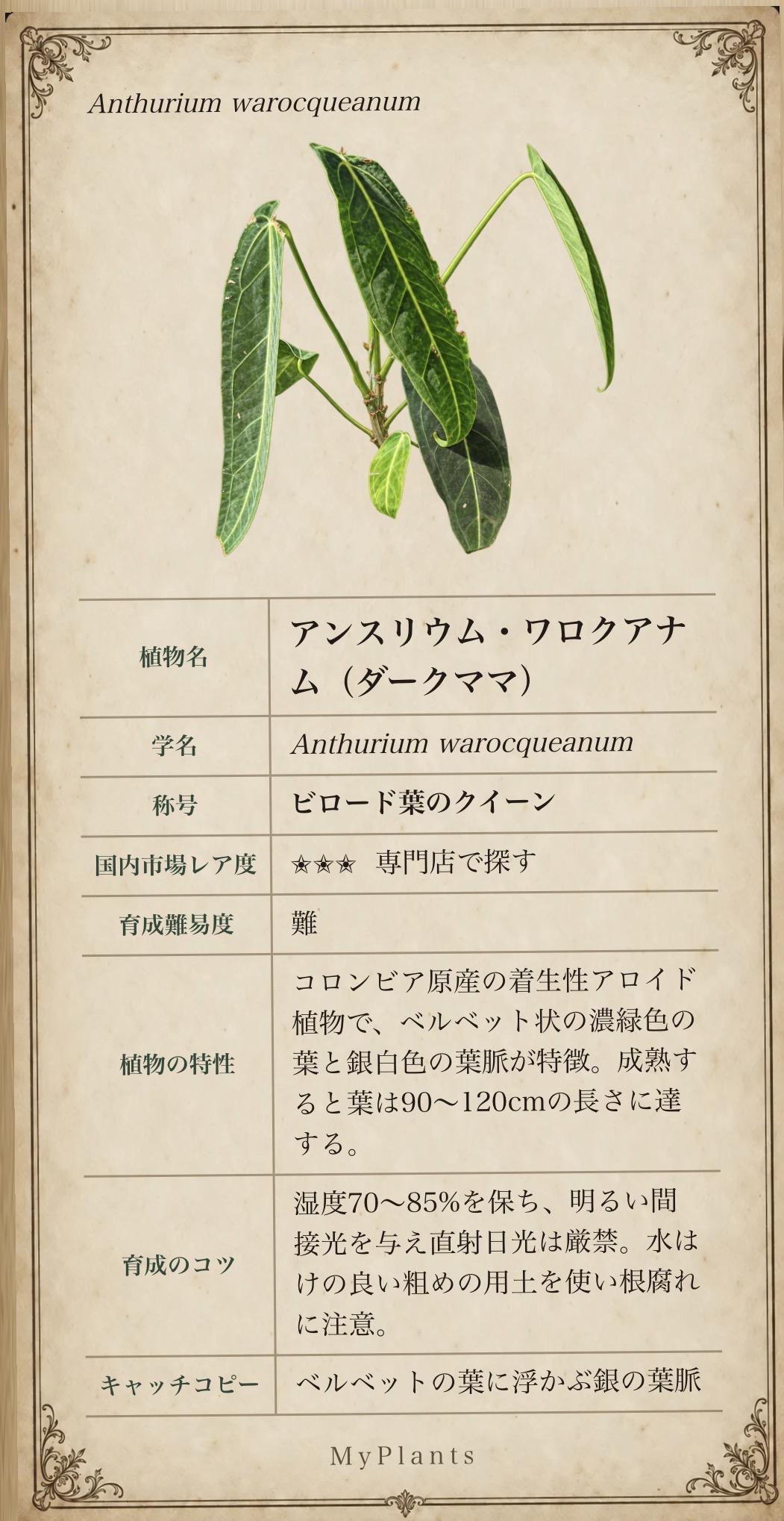 アンスリウム・ワロクアナムの植物図譜