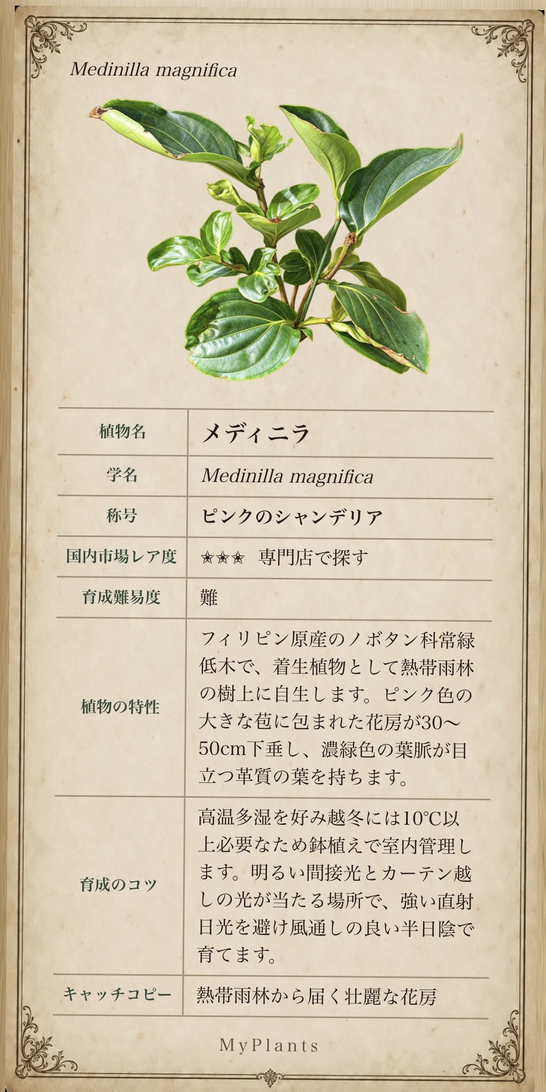 メディニラの植物図譜