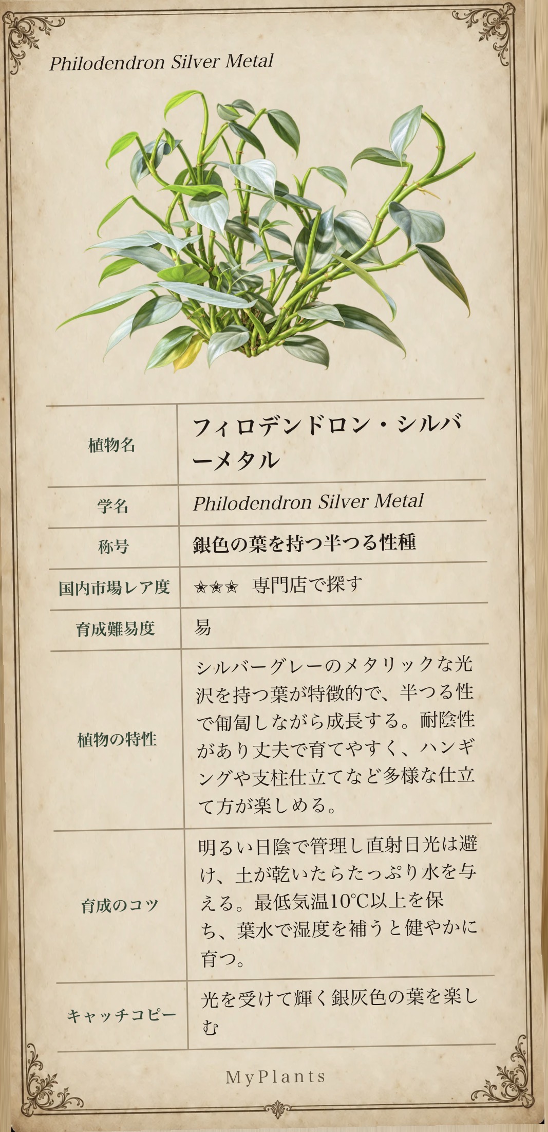 フィロデンドロン・シルバーメタルの植物図譜