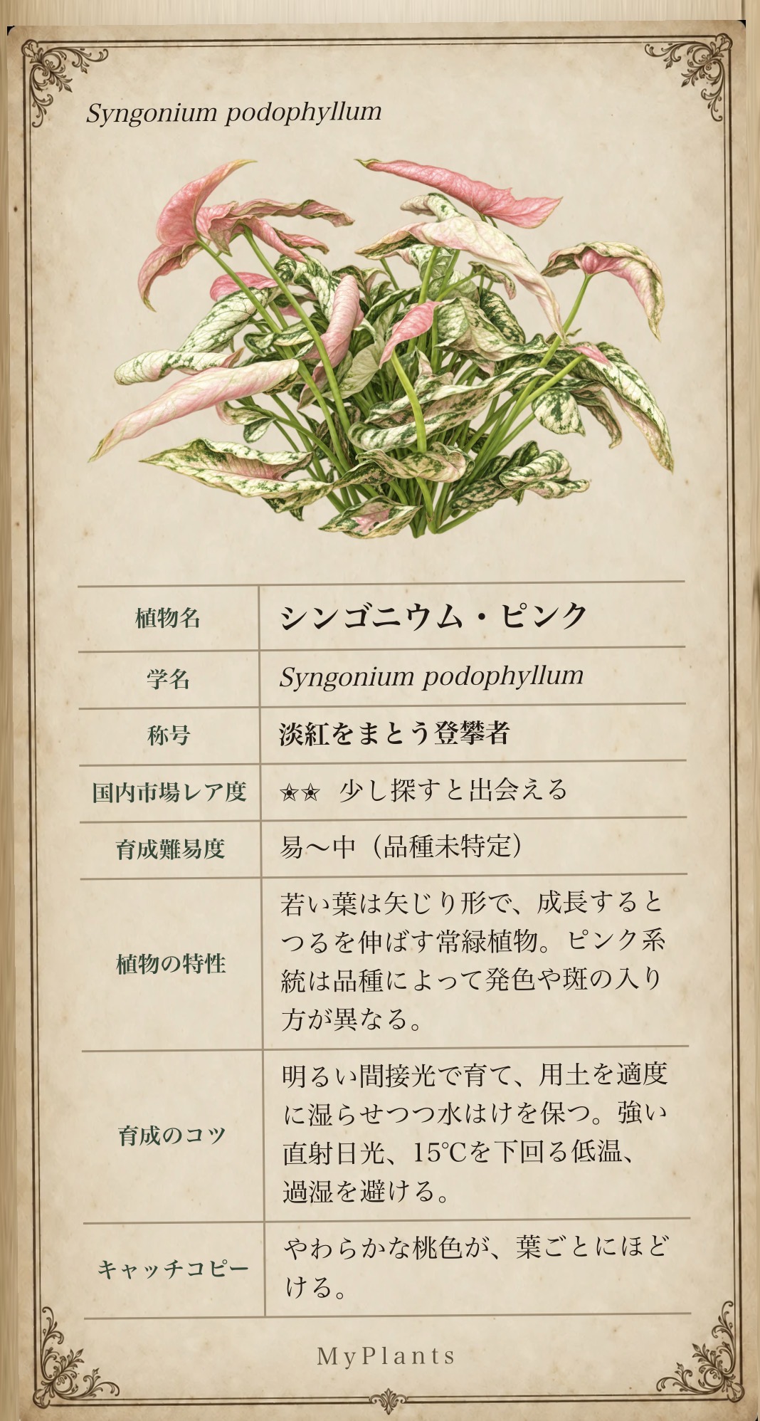 シンゴニウム・ピンクの植物図譜